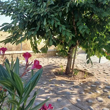 El Almendro Del Cura