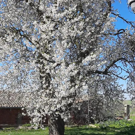 El Almendro Del Cura Holiday home *
