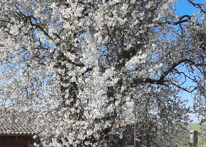 El Almendro Del Cura Casa vacanze *